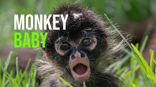 Spider Monkey Troop Welcomes Trio Of Babies To Primate Island