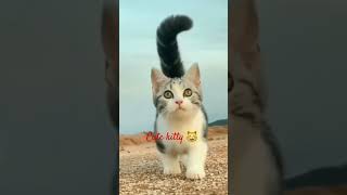 cute kitten #cat #cutekittten #shortsvideo #viralvideoviral #catlover #kittten #catentertainment