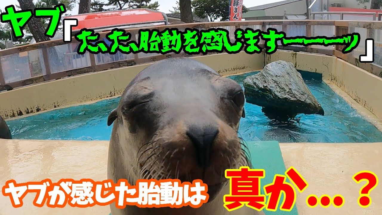 ココとエルの現状動画 カリフォルニアアシカ Youtube