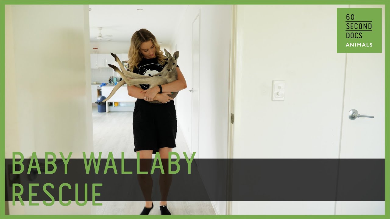 Baby Wallaby Rescue
