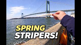 Early Spring Striper Fishing NYC – Are the Stripers Back?! (March 30, 2026)