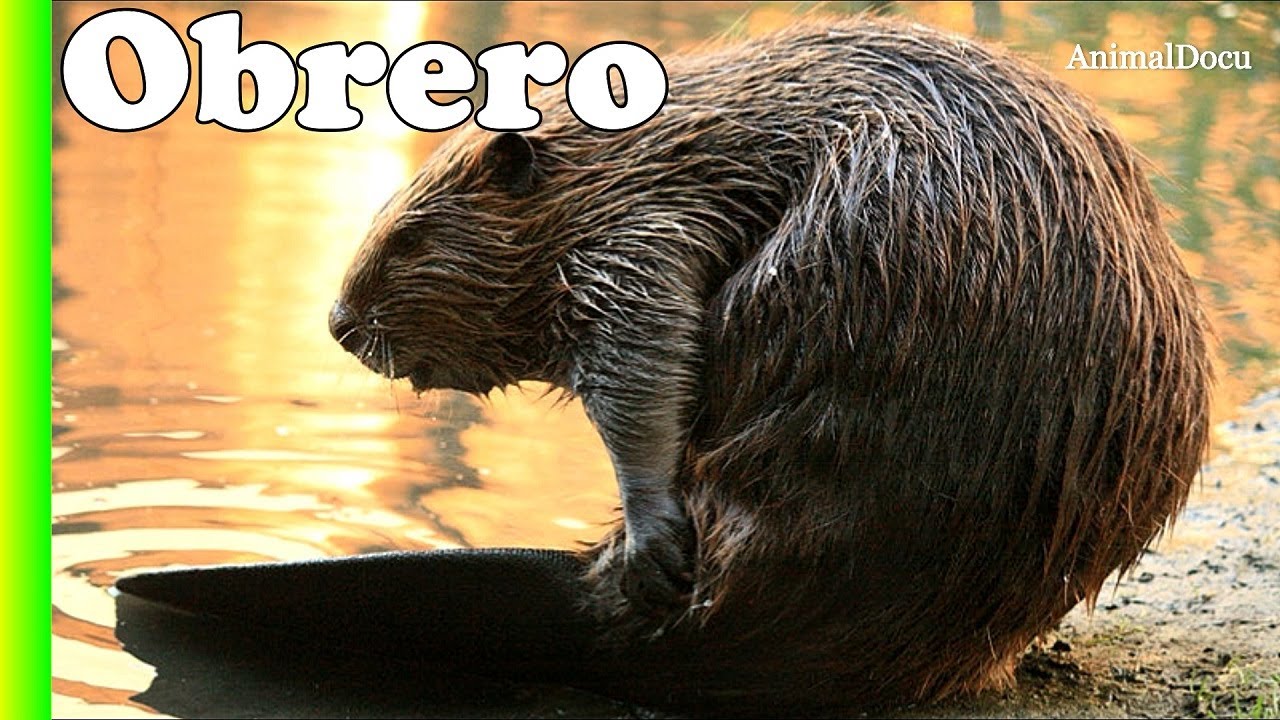 Castores americanos: Así son