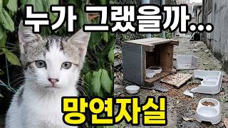 엄마잃은 아기고양이 홀로 지키고 있는 길고양이 급식소를 누가 훼손했을까...