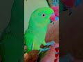 tota kaise bolte hai 🦜 #talkingparot #nonstoptalkingparrot#talkingparrot#mithukibatain#talkinganimal