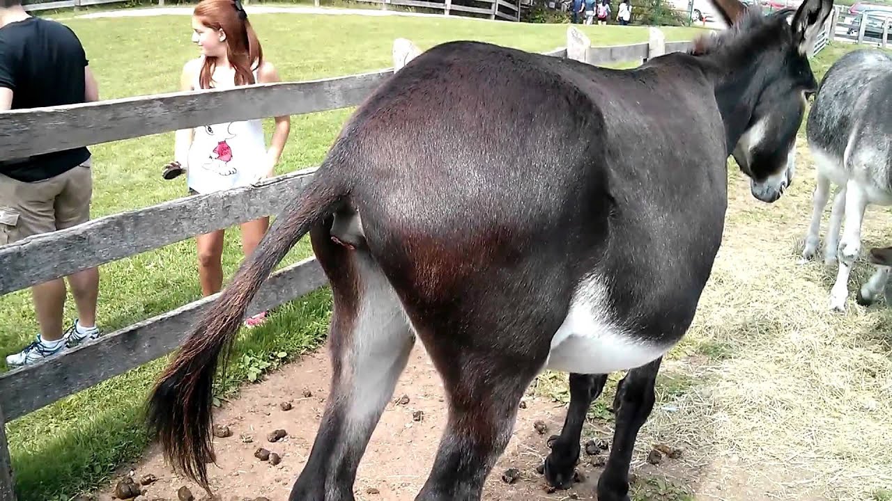 Donkey (Domesticated Animal), Animal (Film Genre), Canada.