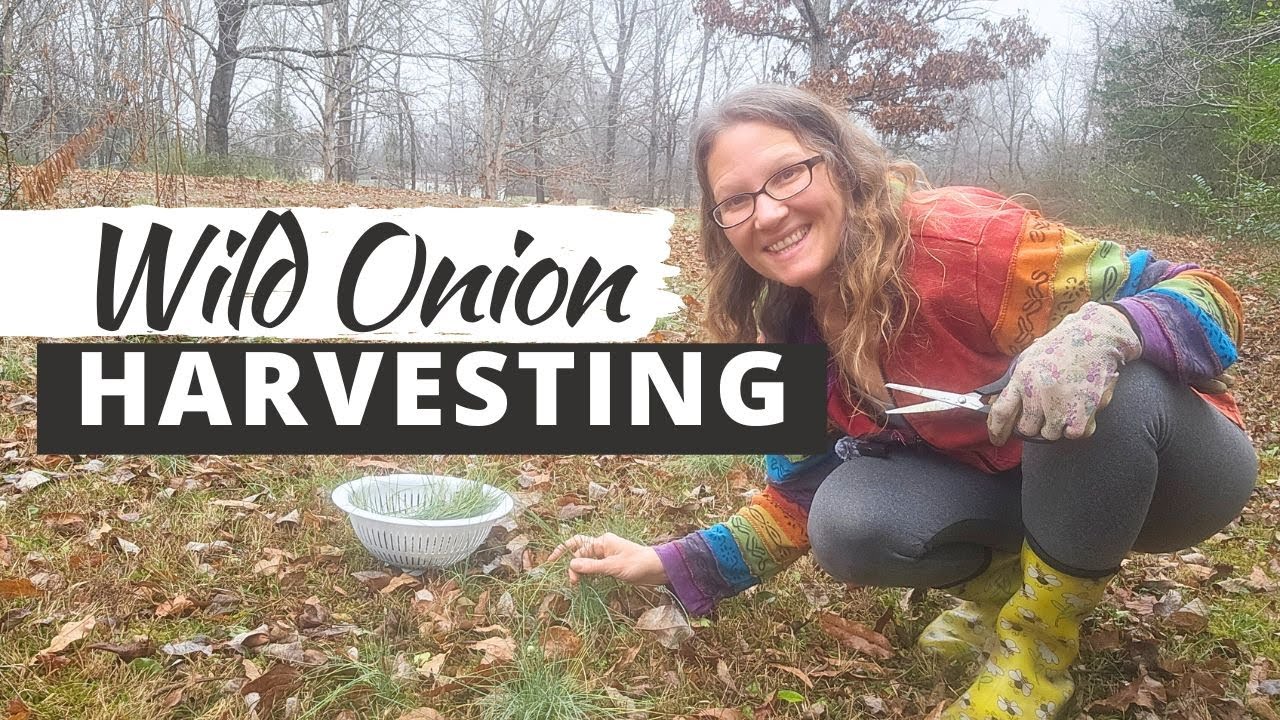 WILD ONION HARVESTING: Foraging The Onions On The Property For Cooking
