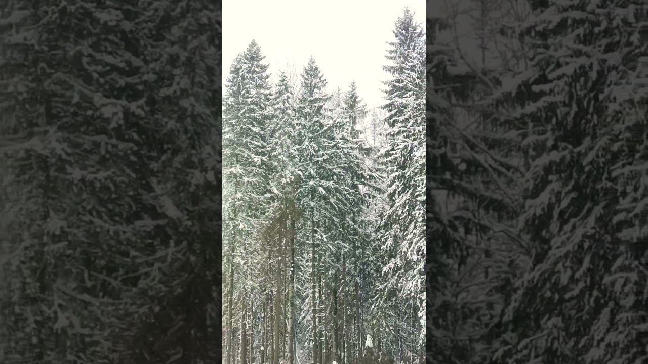 валка леса, Felling forest in winter