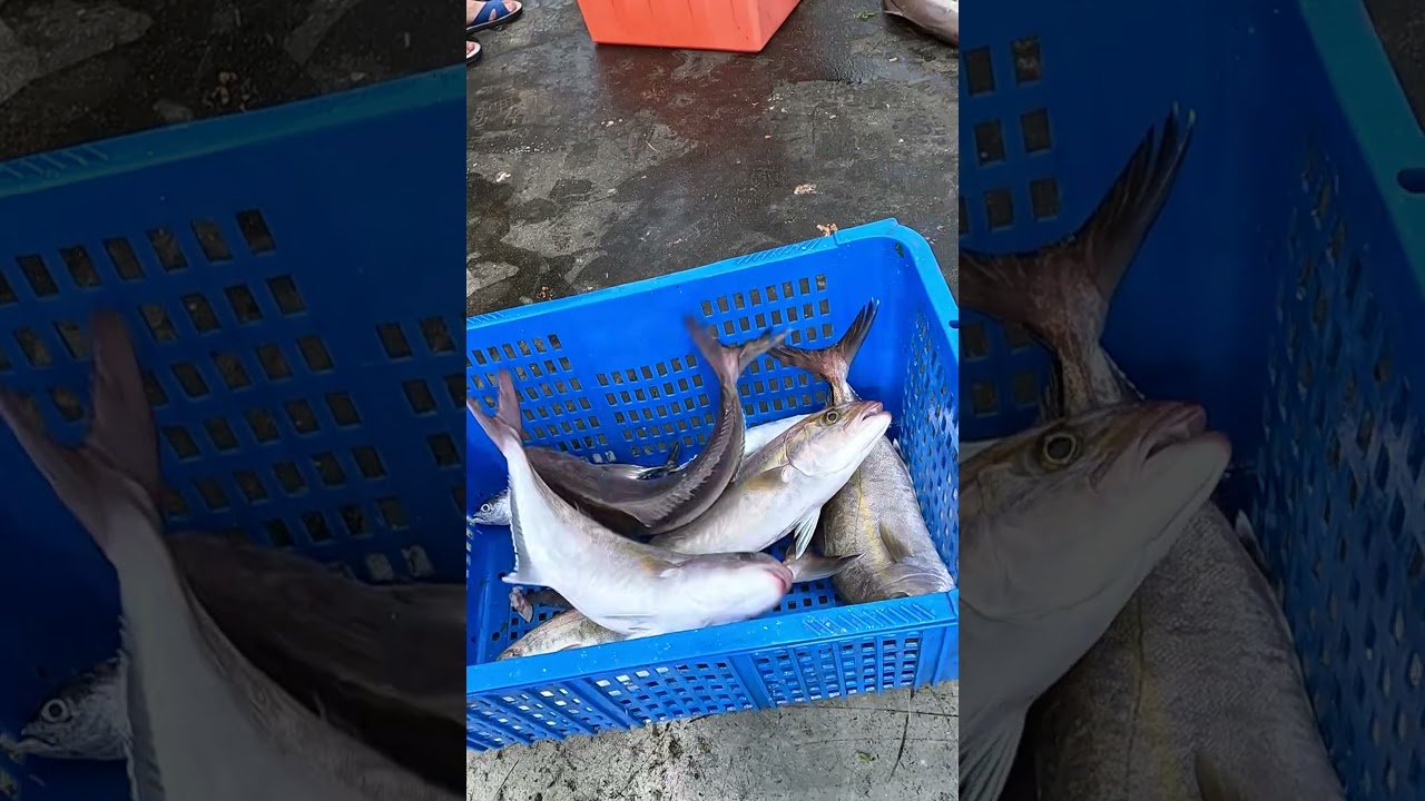 Freshest seafood unloading, alive Amberjack and kill brain keeping fresh, fresh seafood fishport