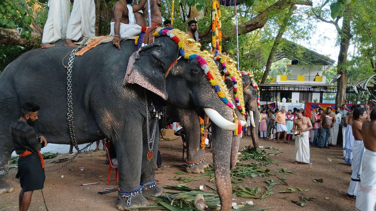 എലവത്തൂർ അയ്യപ്പൻ കാവ് പൂരം             പഞ്ചവാദ്യം