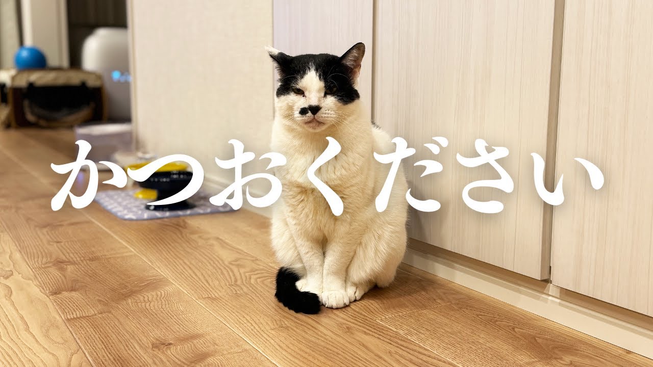 【ちょび髭ズの日常】マリオの焼かつお待ち｜猫のいる暮らし