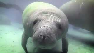 Save the Manatee Club PSA
