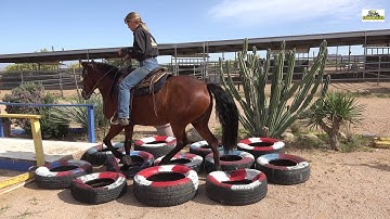 "Faubulous" Missouri Foxtrotter - trained from a show horse to a trail horse