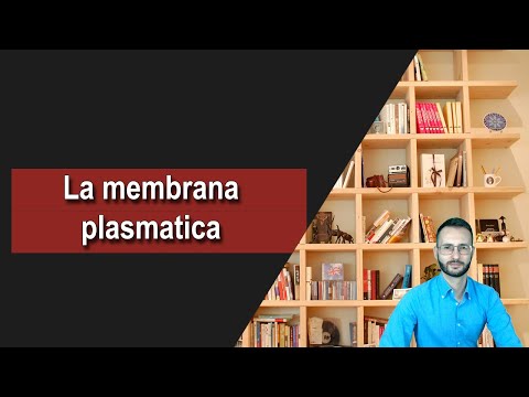 Video: Per la membrana cellulare il nome plasmalemma è stato dato da?