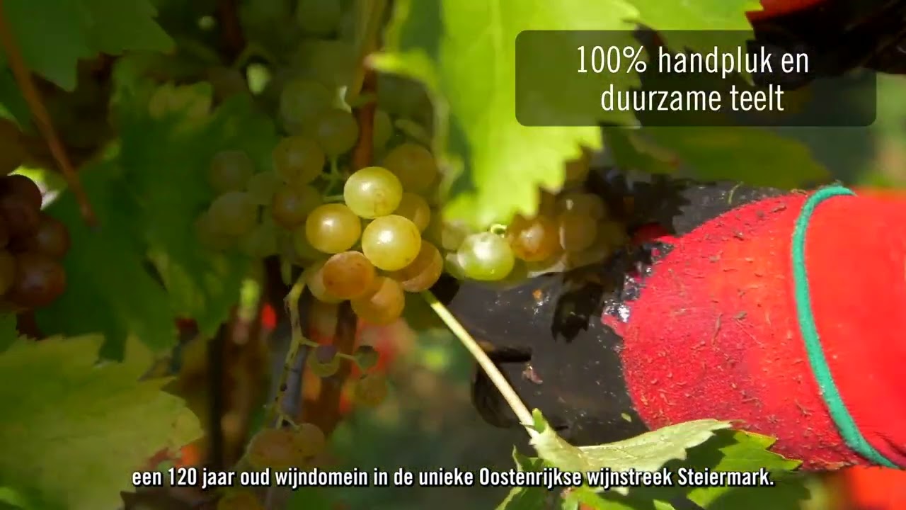 Wijnhuis POLZ, nieuw sinds 1902