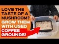 How to grow mushrooms on used coffee grounds