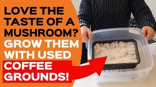 How To Grow Mushrooms On Used Coffee Grounds