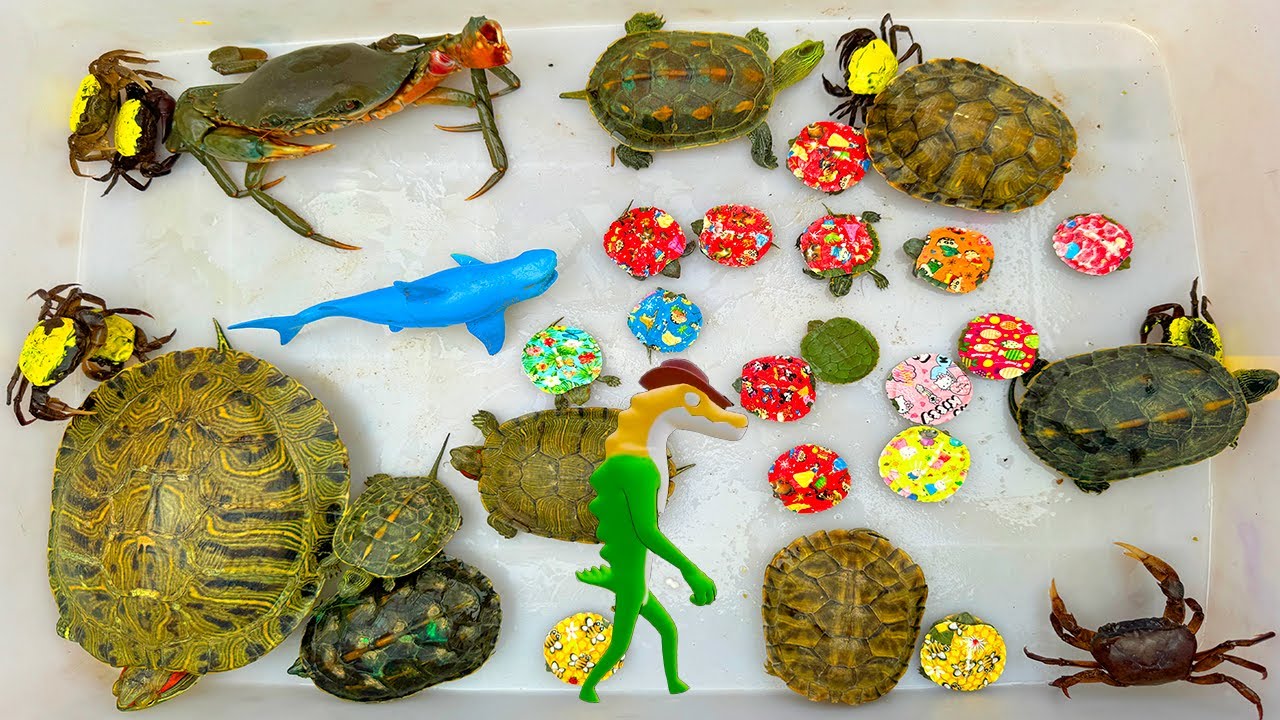 Kem Ốc Chanel ra bờ ao câu cá gặp xe chở đàn rùa con, rùa mẹ bắt cá sấu,  cá mập cứu con bò, con vịt