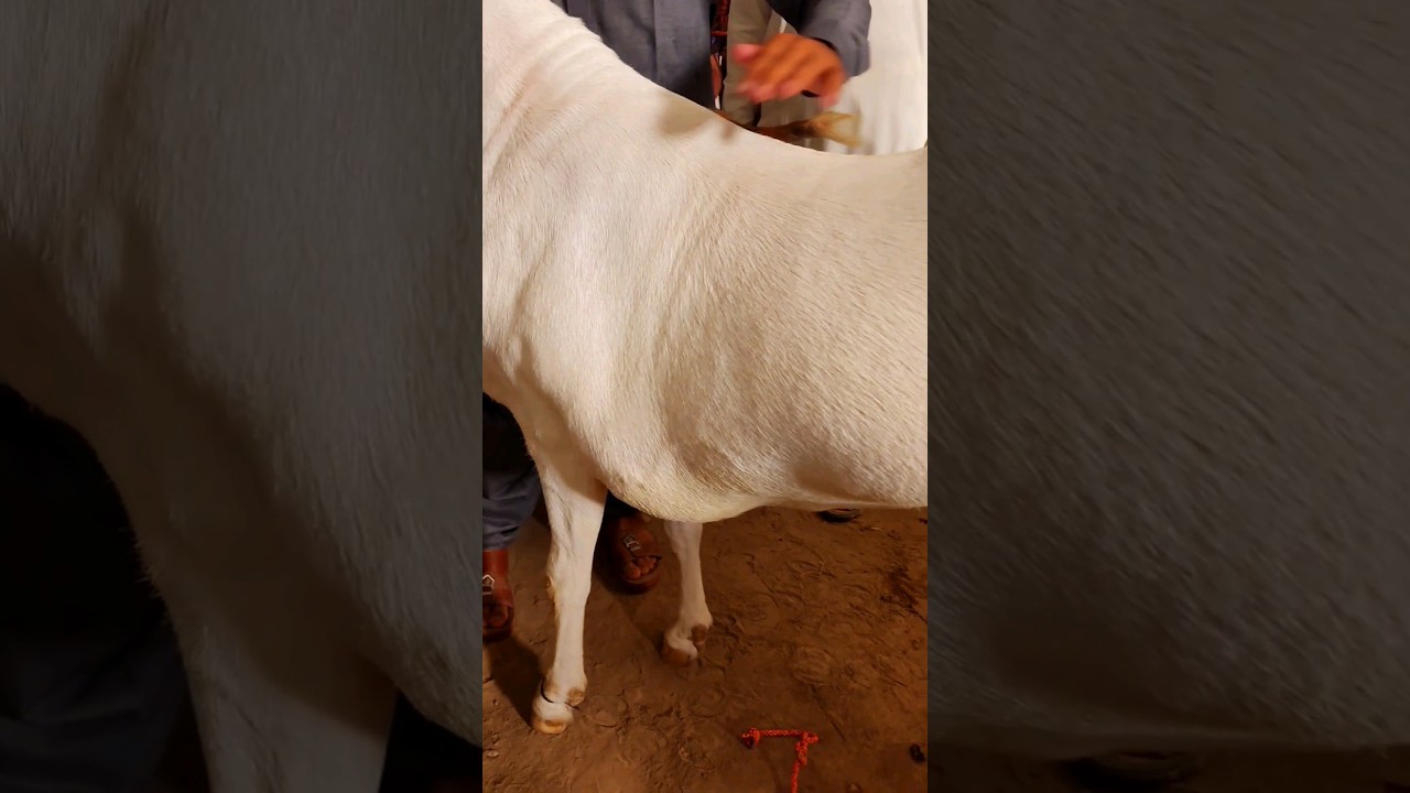 22 Bakre 2024 ki Qurbani ke liye acchi quality ke Sasti kimat YouTube