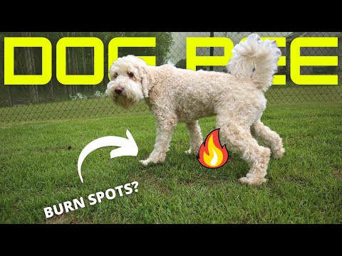 How to PREVENT dog urine SPOTS | How to REPAIR dog urine SPOTS