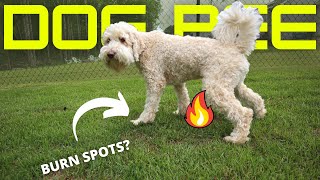 How to PREVENT dog urine SPOTS | How to REPAIR dog urine SPOTS