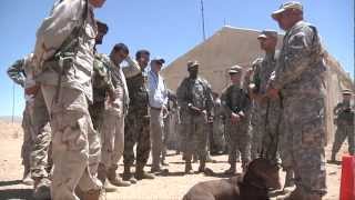 Coba: Tactical Explosive Detector Dog T.E.D.D.