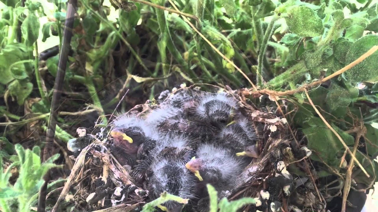House Finches from hatching to taking flight in two weeks YouTube
