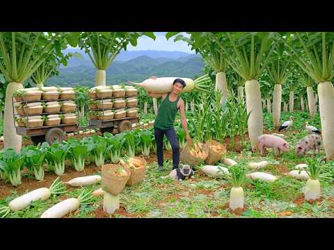 Real Farm Life - Harvest Daikon For Market - Rustic Wood-Fired Cooking And Raising Chickens