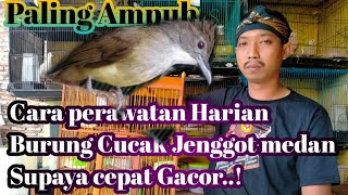 Cara Perawatan Harian Burung Cucak jenggot Medan Supaya cepat Gacor