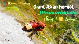 Asian giant hornets|Murder hornets|Oriental hornet|Vespa orientalis|giant hornet