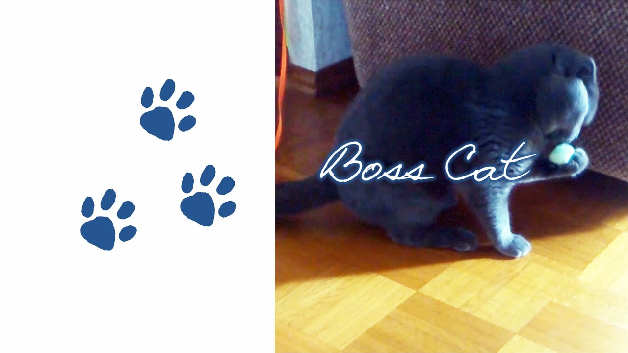 Boss Cat - Foam Dots