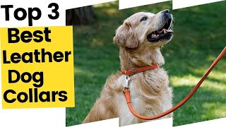 Best Leather Dog Collars in 2023
