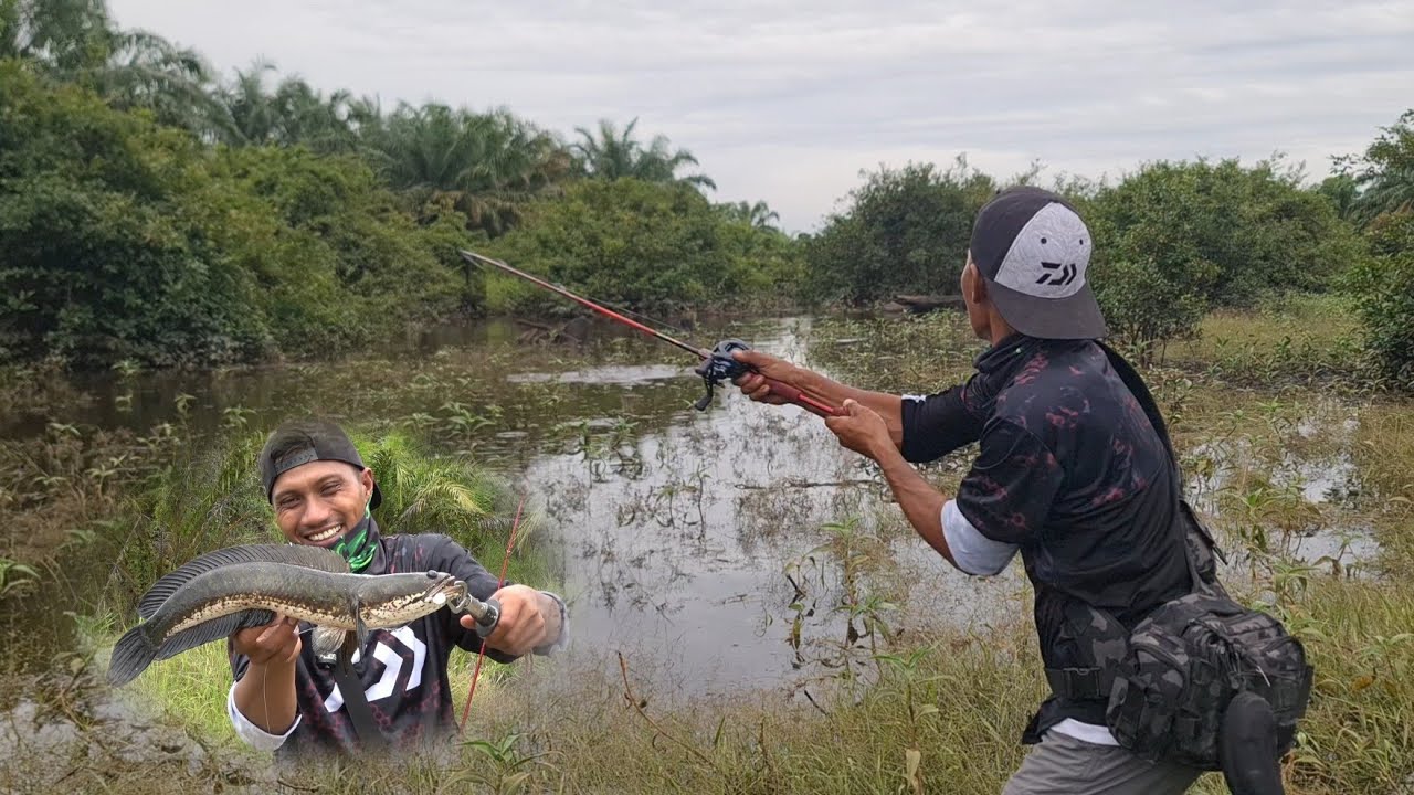 MENCARI SPOT IKAN GABUS BESAR || GANAS NYA SAMBARAN IKAN GABUS DI SAAT AIR MULAIN NAIK
