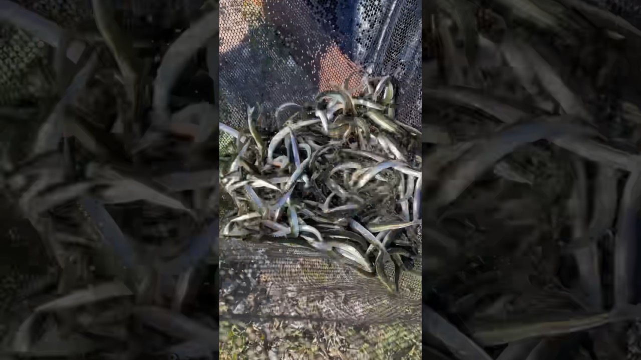 Dip netting Sand Eels! 🐟 