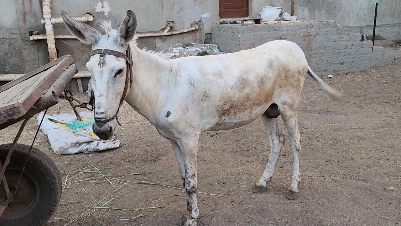 اسعار الحمير اليوم اسعار الحمير اليوم اسعار تنافس الجميع