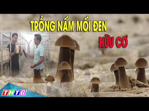 Video Chia sẻ kinh nghiệm Trồng nấm mối đen hữu cơ tại Tiền... - youtube