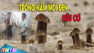 Chia sẻ kinh nghiệm Trồng nấm mối đen hữu cơ tại Tiền Giang