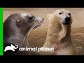 Learn More About These Cold Climate Animals | Animal Planet