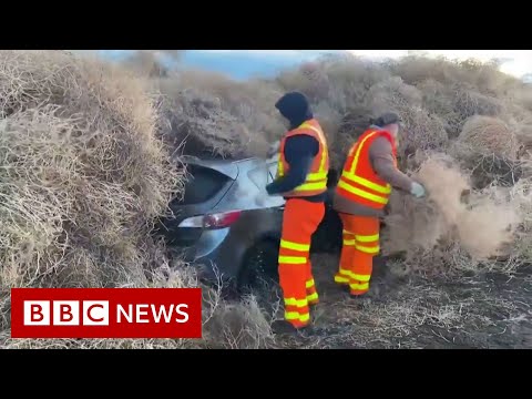 Tumbleweed traps cars on Washington State road - BBC News