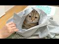 新しい服を買ったら猫が住み始めて返してくれない…