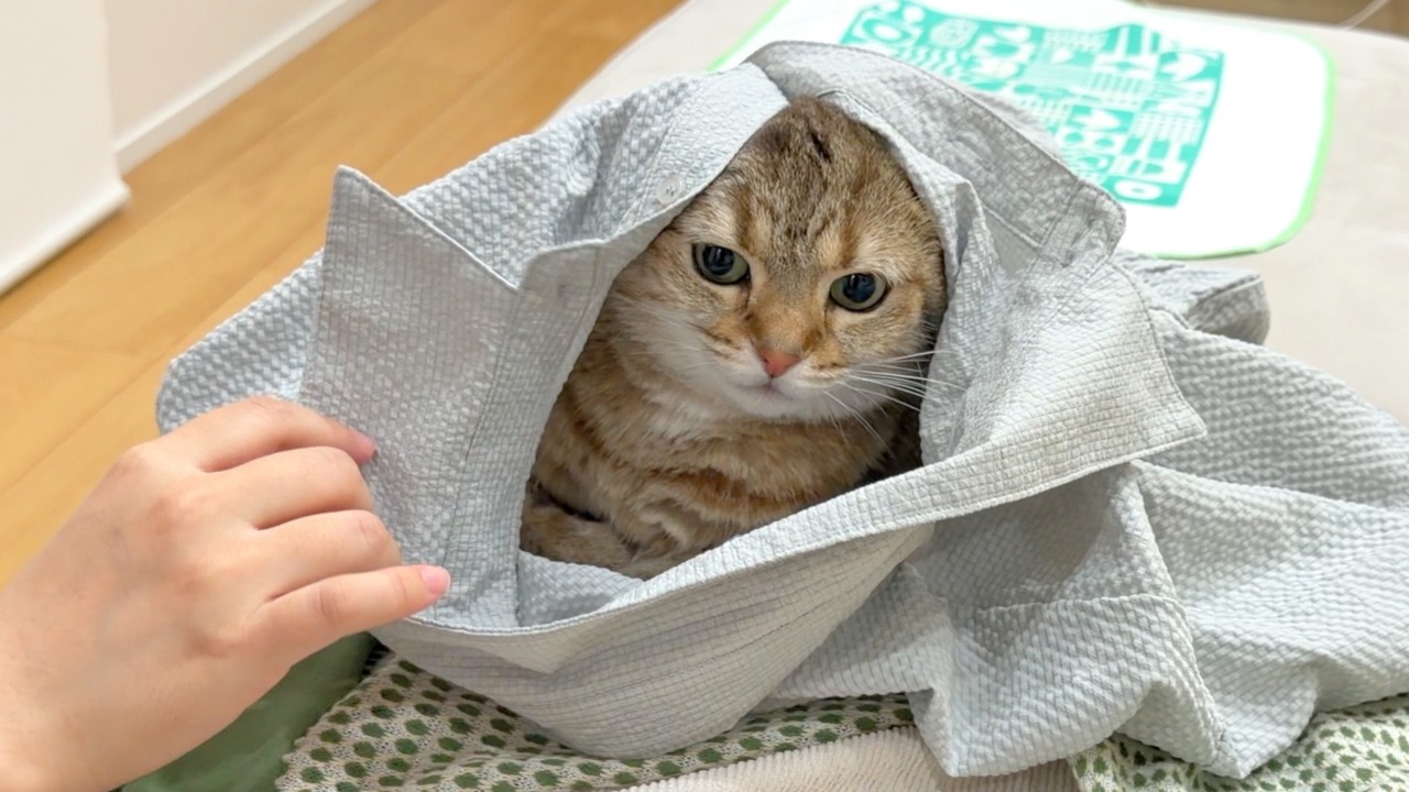 My Cat Moved Into a Brand-New Outfit and Won't Give It Back
