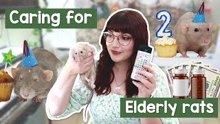 Caring for Elderly rats | Health, feeding & cage changes