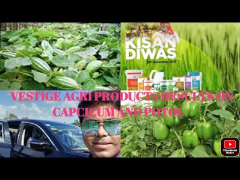 VESTIGE AGRI PRODUCTS RESULTS ON POTOL AND CAPCICUM