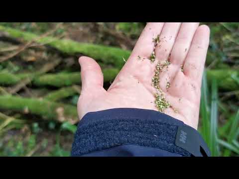 Pendulous sedge (Carex