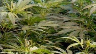 Many Wisconsin Voters Will See A Marijuana-Related Question On Their Ballot