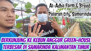 KUNJUNGAN KE KEBUN GREEN HOUSE ANGGUR TERBESAR DI SAMARINDA KALTIM