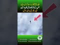 UNBELIEVABLE AGILITY | F-22 Raptor Executes Perfect Backflip and Precision Double Flat Spin