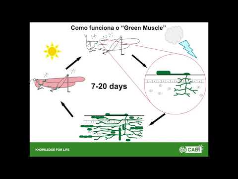 Green Muscle presentation (Portuguese)