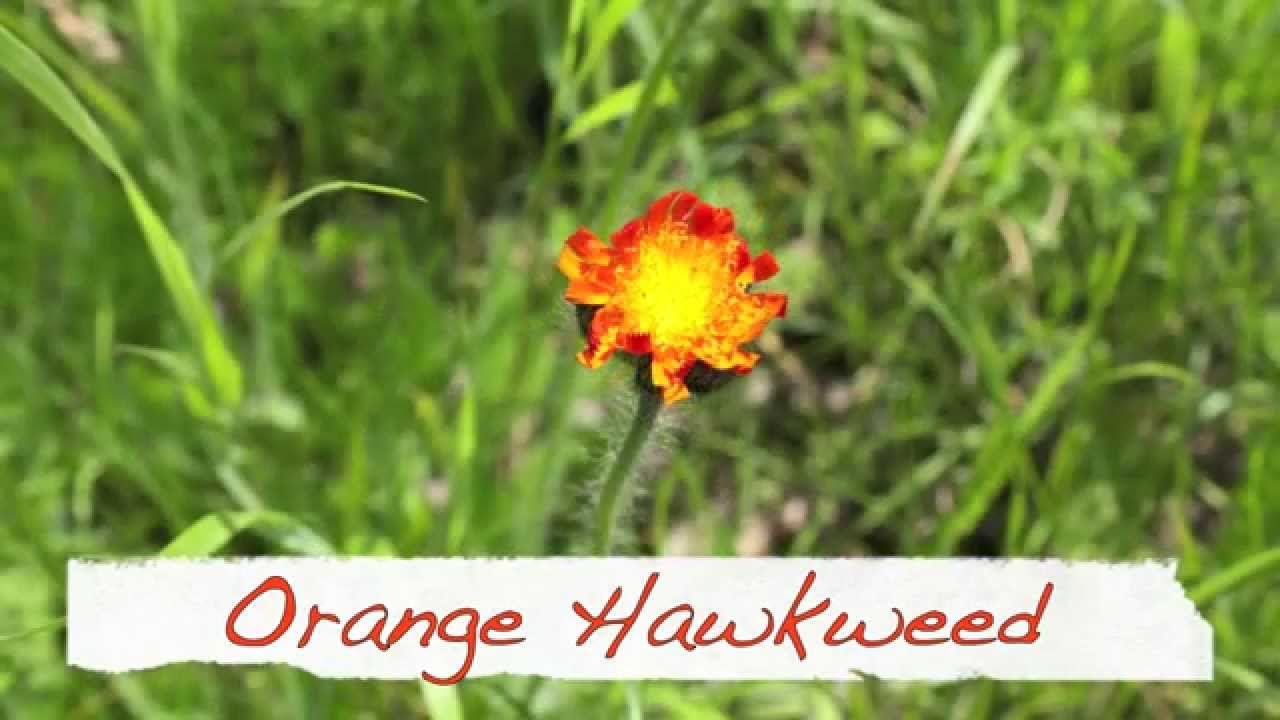 Orange Hawkweed - Orangerotes Habichtskraut - Hieracium Aurantiacum