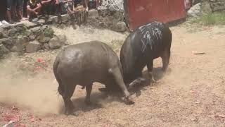 256 983 Just After Chasing Someone, Taking A Bath Casually, And Fighting For Hegemony Again