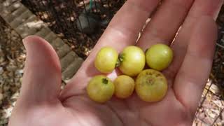 3 Year Update Panama Berry | Arizona 9B